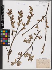 Foto von Salix aurita L. x Salix caprea L.
